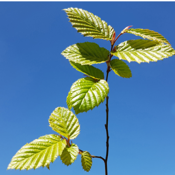 Carpinus betulus (Charme commun) espalier