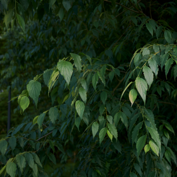 Celtis australis  - en pot de 35lt