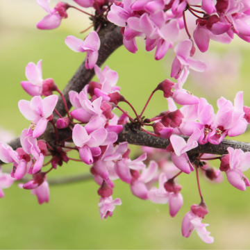 Cercis canadensis (Gainier du Canada) ´Avondale´