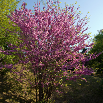 Cercis siliquastrum