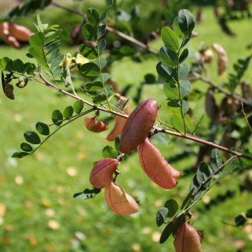 Colutea arborescens, 9.5lts