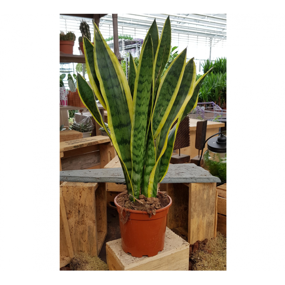 Sansevieria Laurentii - en pot de 17cm