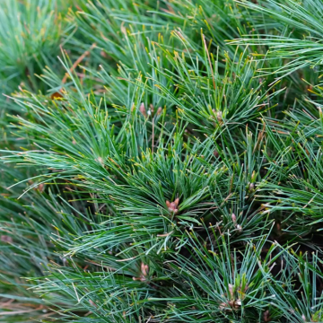 Pin blanc 'Bergman's Mini' - cont. 7.5l (Pinus strobus)