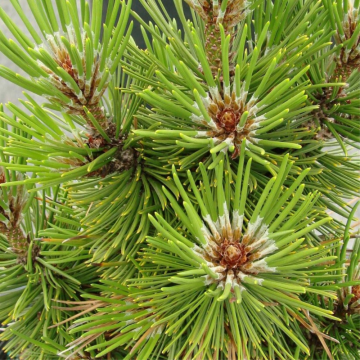 Pin de Bosnie 'Compact Gem' - cont. 7.5l (Pinus heldreichii)