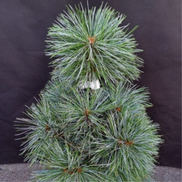 Pin blanc 'Silver Lining' - cont. 7.5l (Pinus koraiensis)