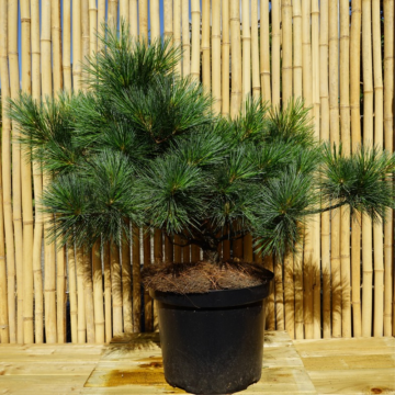 Pin blanc 'Radiata' - cont. 10l - 40/50cm (Pinus strobus)