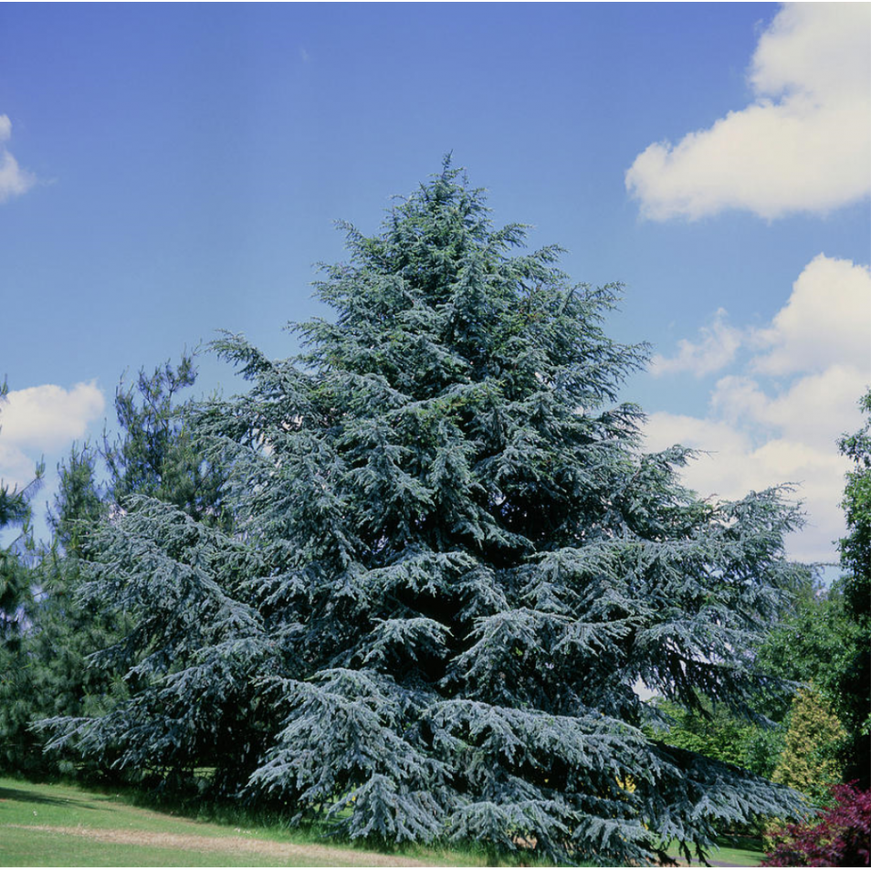 Cedrus atlantica ‘Glauca’ (C. libanii ‘Glauca’) (Cèdre bleu, Cèdre de l