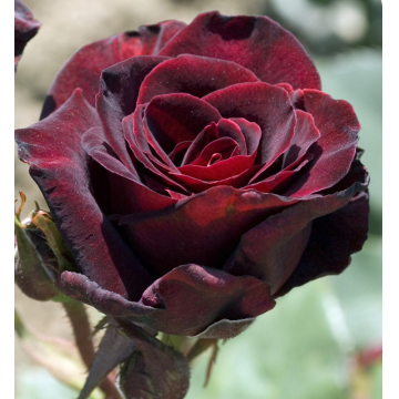 Rosier ´Black Baccara´®