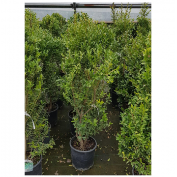 Houx crénelé - cont. 15lt - Boule (Ilex crenata)