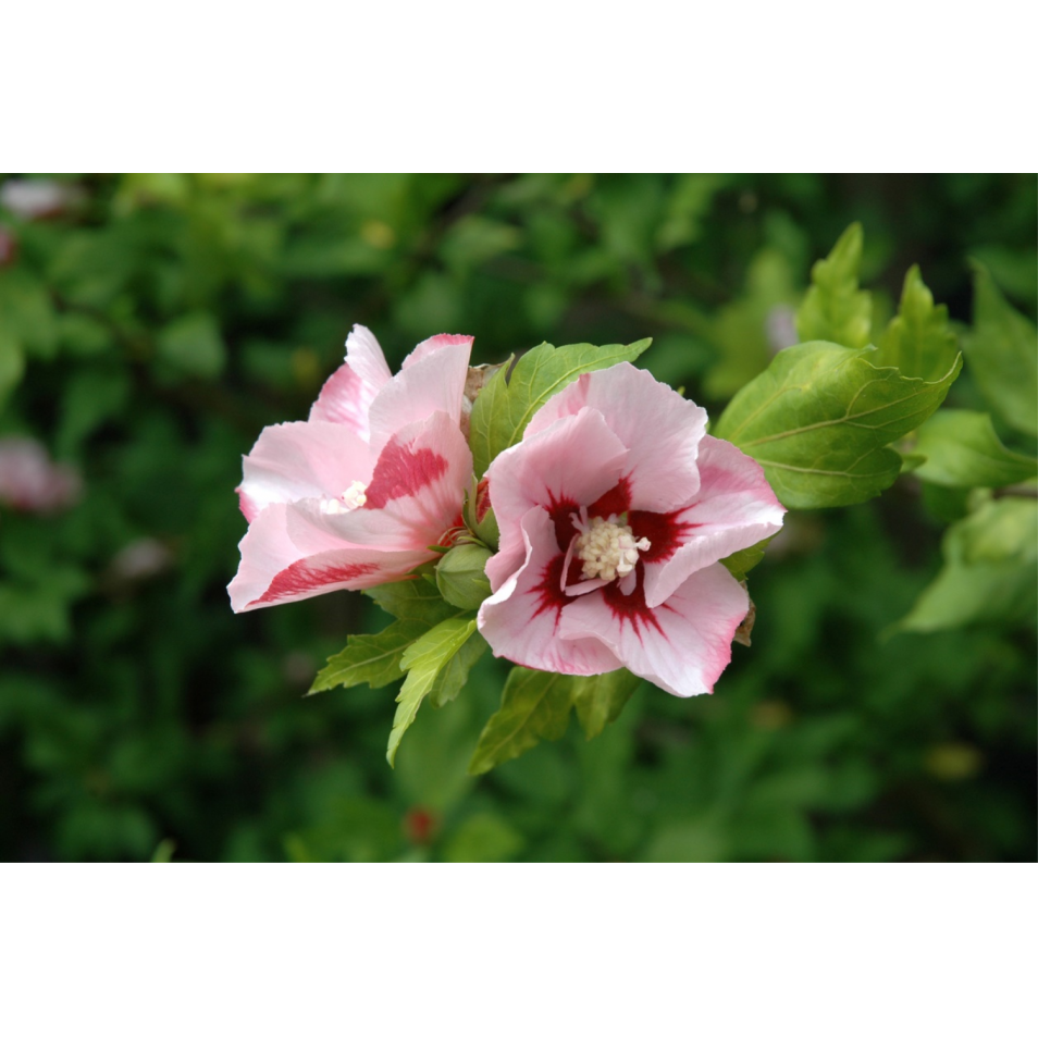 Althéa Mauve En Arbre Hamabo Cont 9 5l Hibiscus Syriacus