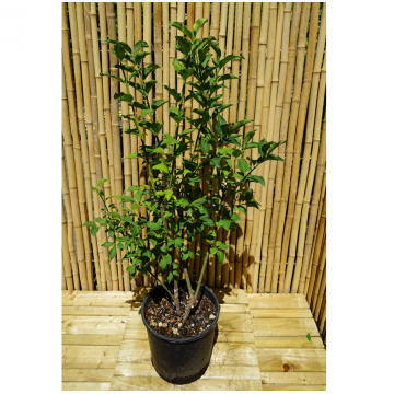 Fusain d'Europe - cont. 9.5l (Euonymus europaeus)