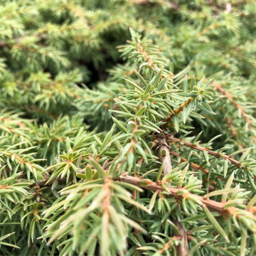 Genévrier commun 'Green Carpet' - cont. 3l (Juniperus communis)