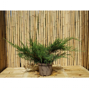Genévrier 'Mint Julep' - cont. 3-5l - 20/30cm (Juniperus pfitzeriana)