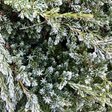 Genévrier écailleux 'Holger' - cont. 9.5l (Juniperus squamata)